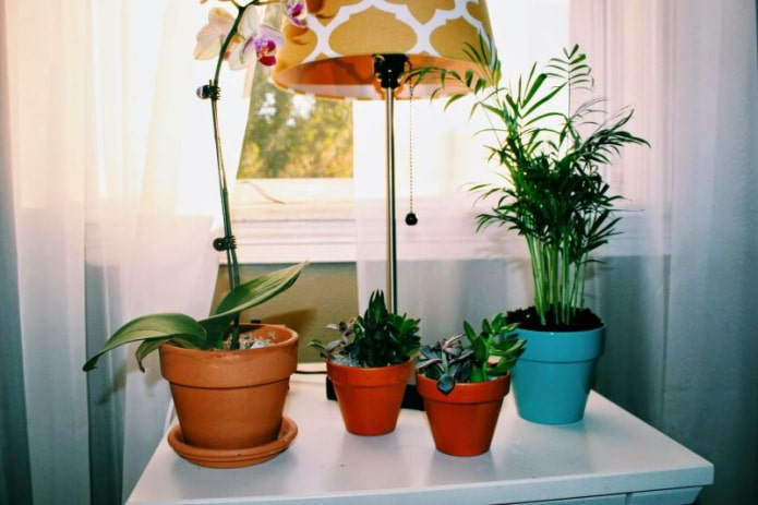 5 осенних дел, которые нужно сделать с комнатными растениями