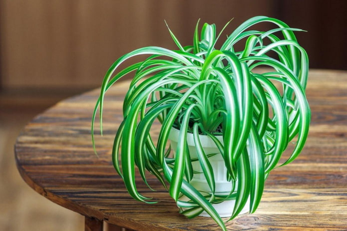 Какие растения хорошо очищают воздух в квартире?