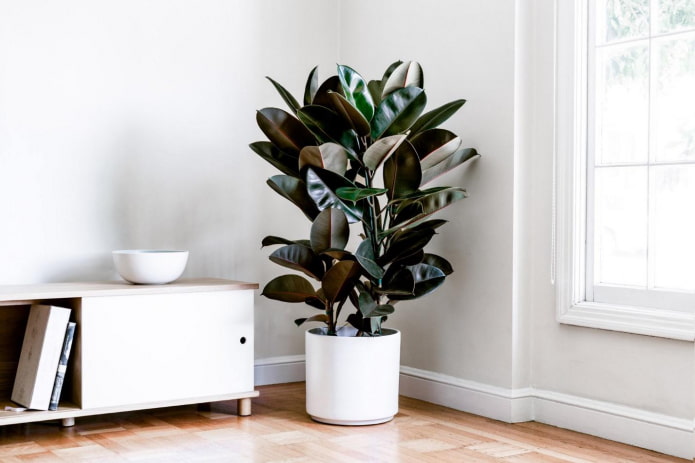 Какие растения хорошо очищают воздух в квартире?