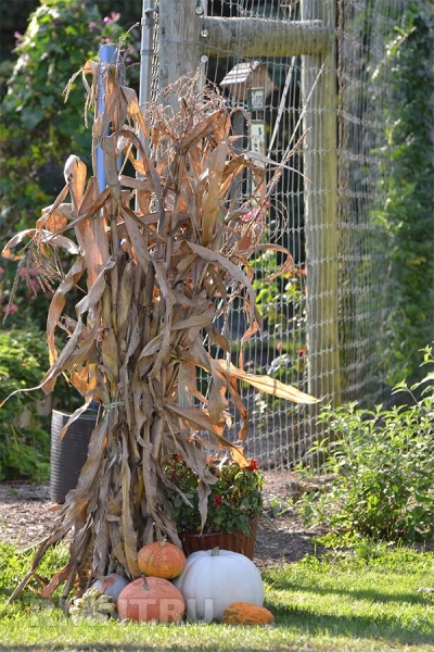





Простые осенние украшения из кукурузы и её стеблей



