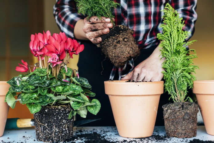 Что нужно делать с комнатными растениями сразу после покупки?