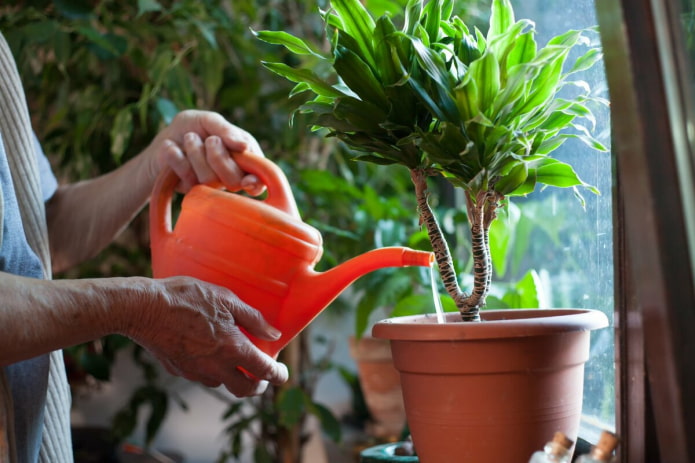 Что нужно делать с комнатными растениями сразу после покупки?