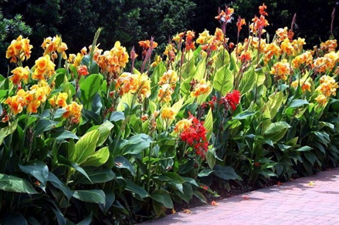 10 высокорослых цветов для дачи, которые станут украшением любого участка