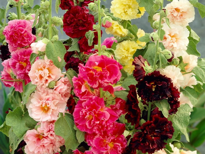 10 высокорослых цветов для дачи, которые станут украшением любого участка