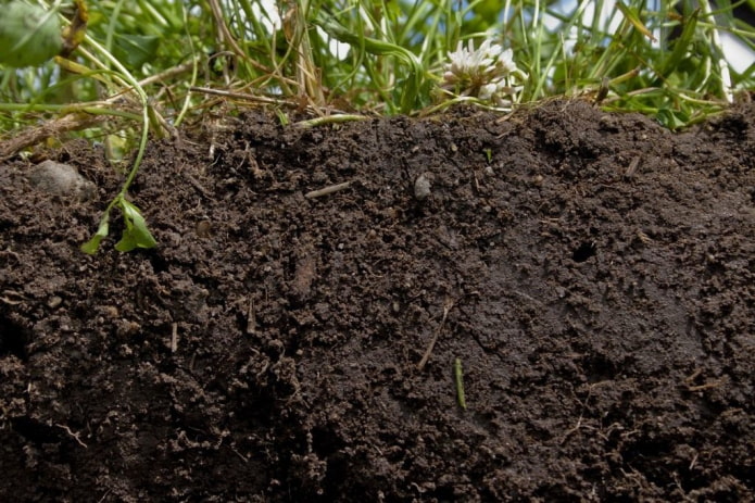 7 мифов об органическом земледелии, о которых полезно знать любому огороднику
