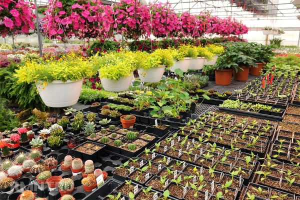 





Советы по выбору и покупке новых растений для вашего сада



