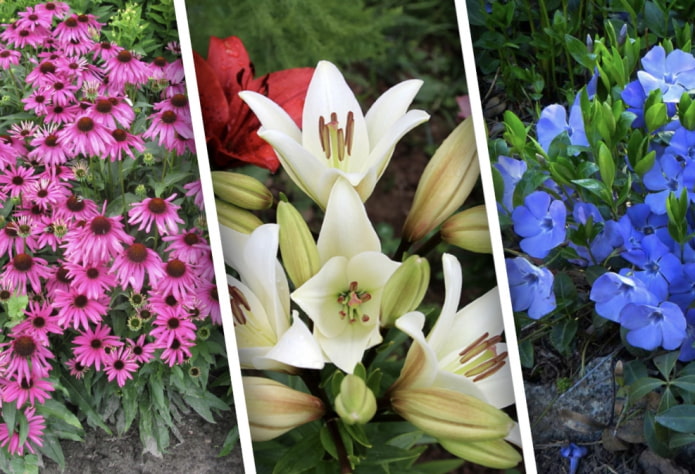 12 красивых многолетников, которые будут украшать сад своим цветением все лето