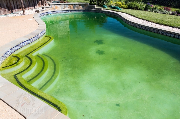 





Зеленеет вода в бассейне: причины и методы борьбы



