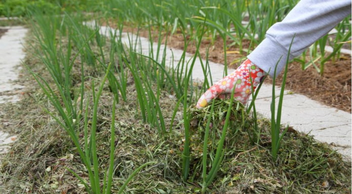 8 полезных вариантов использования скошенной травы на даче