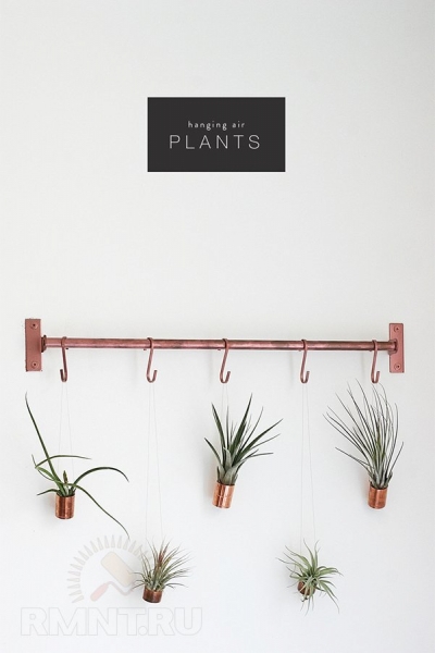 





Идеи размещения комнатных растений, не нуждающихся в почве



