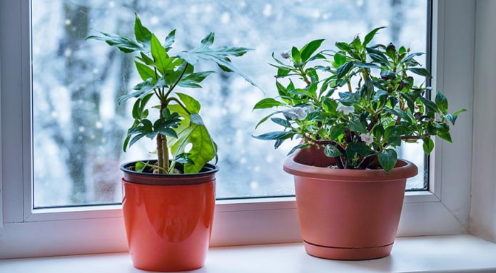Особенности ухода за комнатными растениями