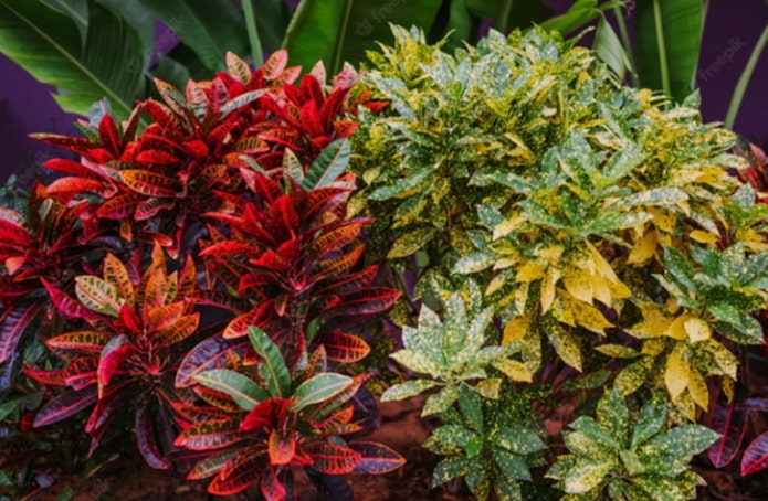 Комнатные растения с красными листьями