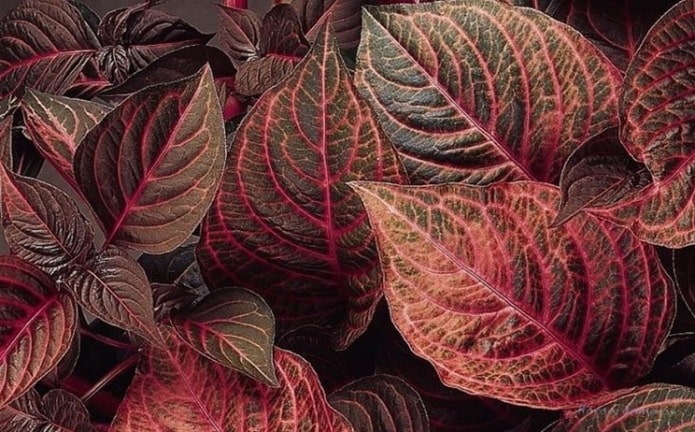 Комнатные растения с красными листьями