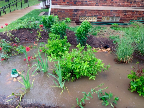 





Что такое дождевой сад и зачем он вам



