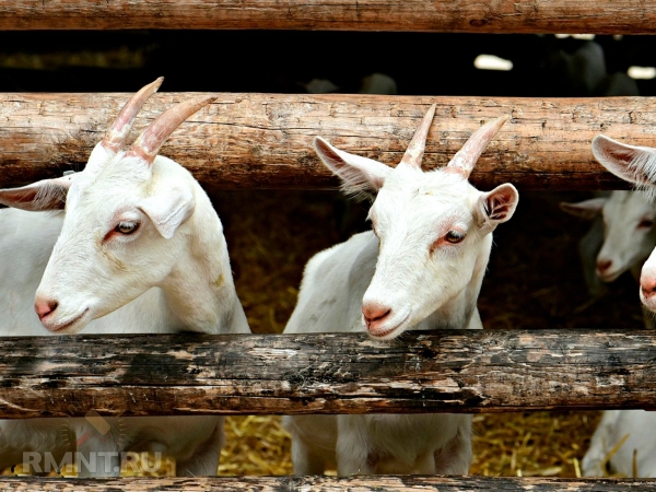 





Особенности выращивания и содержания коз на участке



