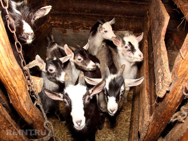 





Особенности выращивания и содержания коз на участке



