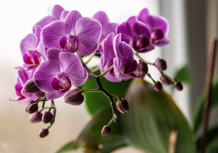 Что делать, если не цветет орхидея?