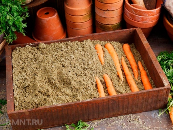 





Все способы хранения моркови зимой



