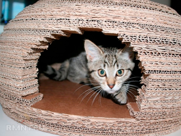 





Домики для кошек своими руками: фотоподборка



