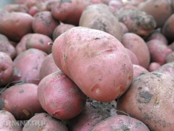 





Самые популярные сорта картофеля



