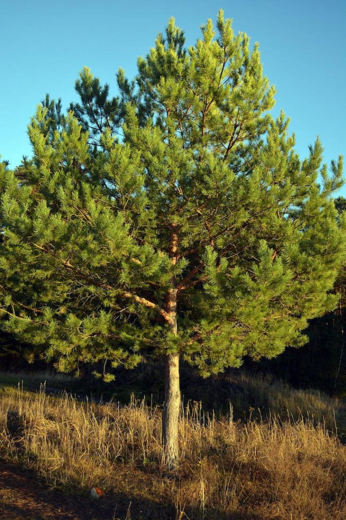 Какие быстрорастущие деревья стоит сажать на участке?